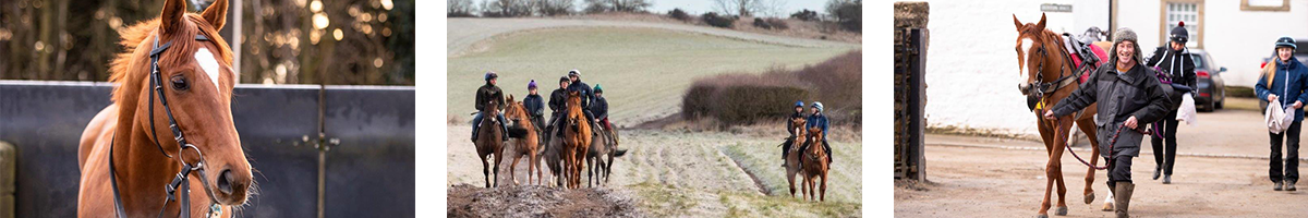 Michael Dods : Racehorse Trainer