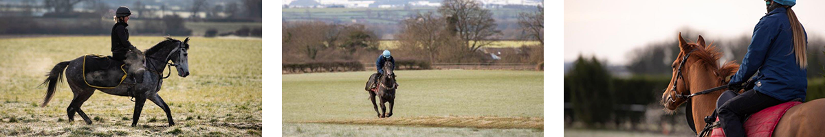 Michael Dods : Racehorse Trainer