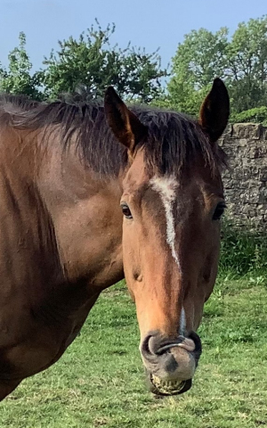 Barney McGrew : Ex Racehorse enjoying retirement