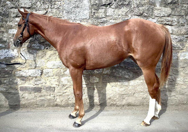 Racehorse For Sale