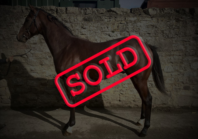 Racehorse For Sale