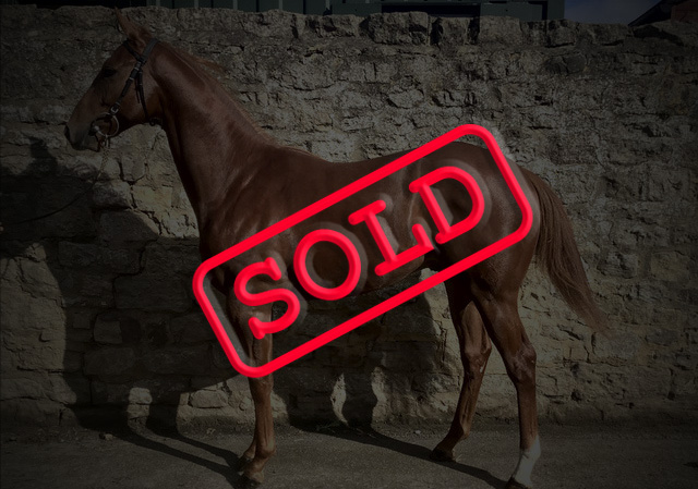 Racehorse For Sale