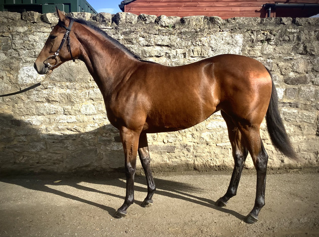 Racehorse For Sale