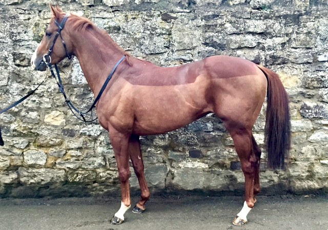 Racehorse For Sale