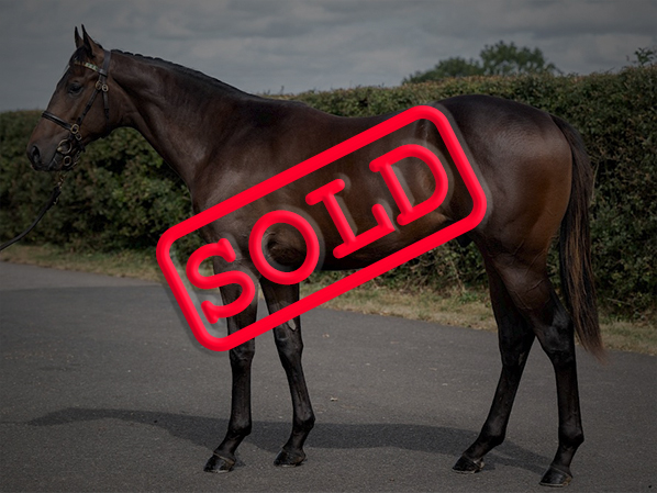 Racehorse For Sale