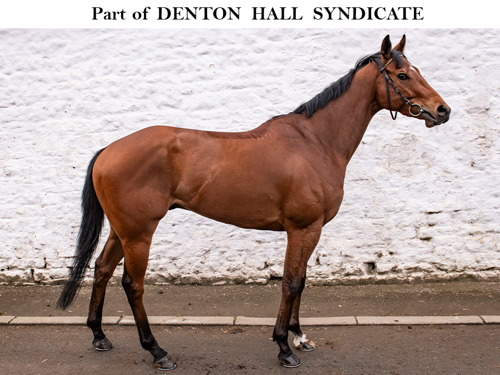 Racehorse For Sale