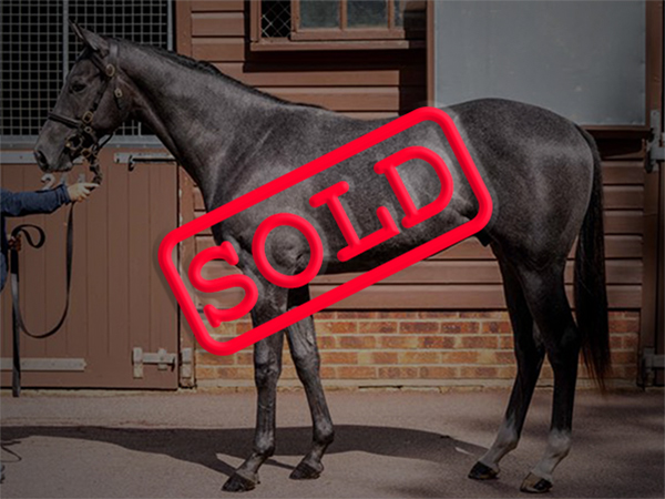 Racehorse For Sale